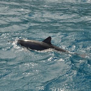 Meet your Posher, Elise